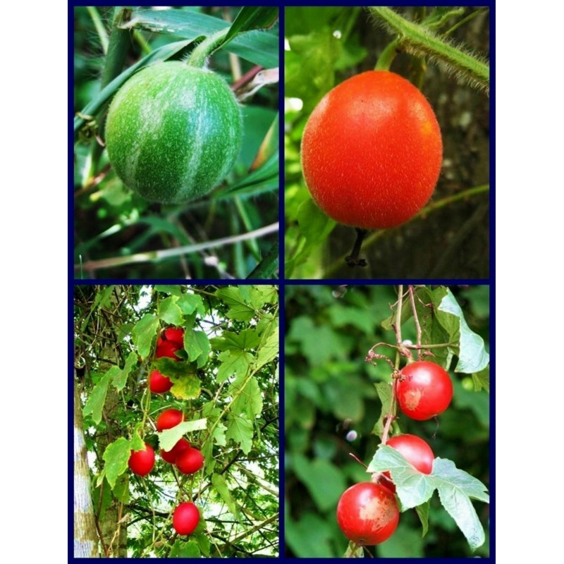 Strawberry Cinderella Seeds 0.03 grams Ukraine Земляника Золушка S0555 